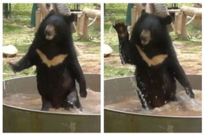 小熊搞笑视频全集